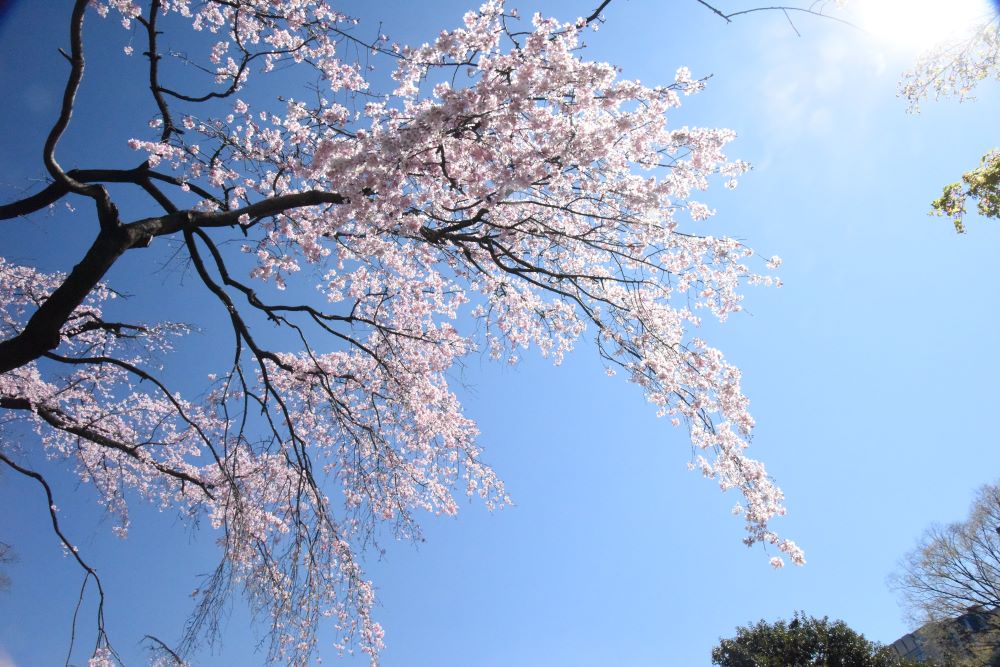 小石川後楽園の桜2020年3月24日
